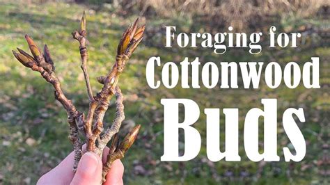 From TreeHelp. . Where to buy cottonwood buds